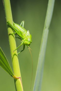 Bir büyük yeşil Bush-kriket, Tettigonia viridissima makro yakın çekim.
