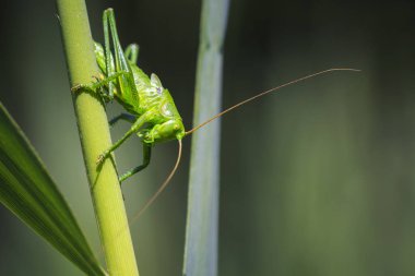 Bir büyük yeşil Bush-kriket, Tettigonia viridissima makro yakın çekim.