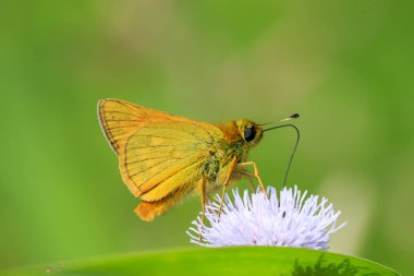 Tatlı bir mor thistle nektar içme üzerinde büyük Kaptan (Ochlodes sylvanus) kelebek.