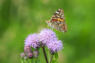 Nektar mor thistle besleyen Painted Lady kelebek (vanessa cardu).