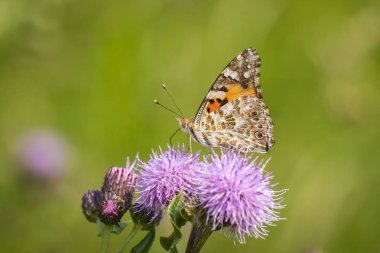 Nektar mor thistle besleyen Painted Lady kelebek (vanessa cardu).