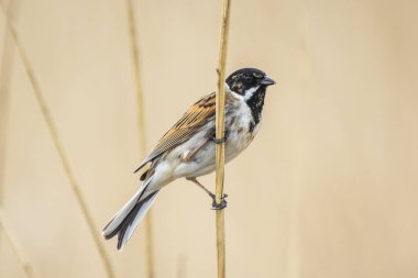 Bir ortak reed kiraz kuşu kuş Emberiza schoeniclus bir şarkı söylerken bir kamış tüy kamış australis closeup. Bulutlu bir günde bahar sezonu nedeniyle sert rüzgarlar sallayarak reed yataklar.