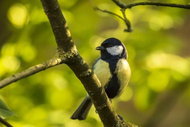 Parlak güneş ışığı altında ahşap bir büyük baştankara kuş, Parus Major, closeup portresi tünemiş