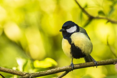 Parlak güneş ışığı altında ahşap bir büyük baştankara kuş, Parus Major, closeup portresi tünemiş