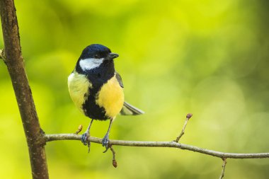 Parlak güneş ışığı altında ahşap bir büyük baştankara kuş, Parus Major, closeup portresi tünemiş