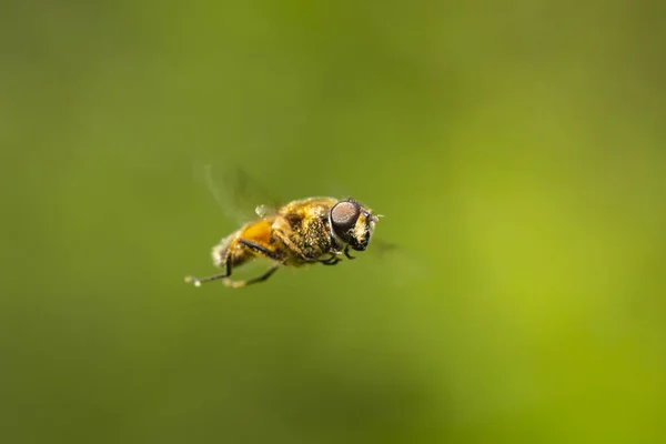 Drohnenflug Eristalis Tenax Insekt Flug Einem Sonnigen Frühlingstag — Stockfoto