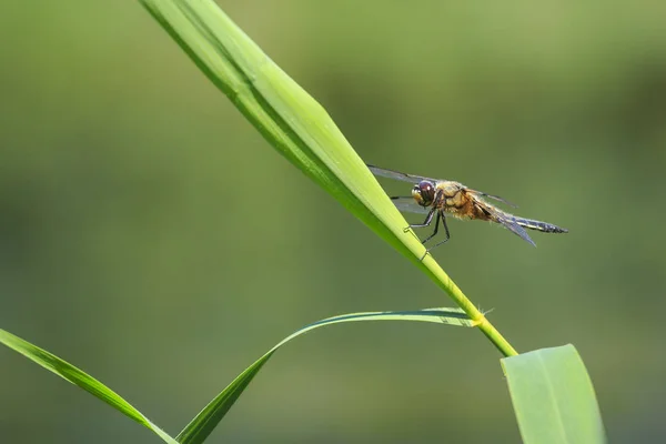 つの斑点のあるチェイサー Quadrimaculata Libellula または緑の葦で日光の下で休む つの斑点のあるスキマー トンボのクローズ アップ — ストック写真