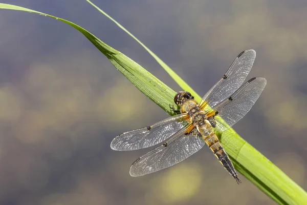 Gros Plan Chasseur Quatre Points Libellula Quadrimaculata Une Libellule Quatre — Photo