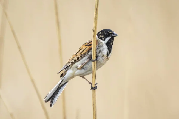 Zbliżenie Wspólne Reed Bunting Ptaka Emberiza Schoeniclus Śpiewa Piosenkę Pióropusz — Zdjęcie stockowe