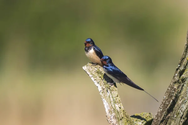 Bbarn Swallow Bird Hirundo Rustica Posado Tronco Madera Durante Primavera —  Fotos de Stock