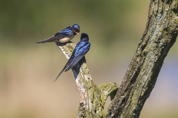 Schwalbenvogel Hirundo Rustica Hockt Frühling Auf Einem Holzstamm Eine Große — Stockfoto