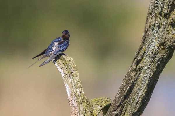 Schwalbenvogel Hirundo Rustica Hockt Frühling Auf Einem Holzstamm Eine Große — Stockfoto