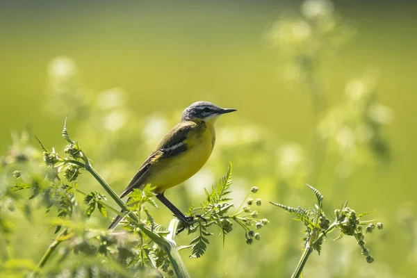 Nahaufnahme Eines Männlichen Westlichen Bachstelzenvogels Motacilla Flava Der Einem Sonnigen — Stockfoto