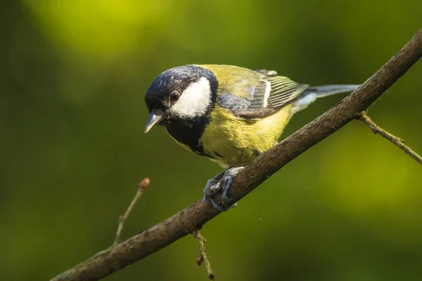 Närbild Porträtt Fågel Talgoxe Parus Major Uppflugen Trä Starkt Solljus — Stockfoto