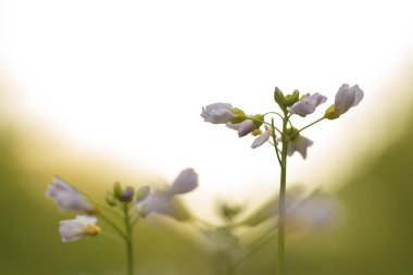 Cuckooflower, Cardamine pratensis, bir çayırda bahar döneminde kusma. Seçici odak kullanarak Özet oluşturma. Bu bitki bir turuncu uç kelebek (Anthocharis cardamines ana bilgisayar bitkidir).