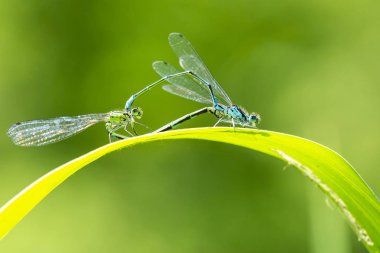 Bir erkek ve dişi mavi kuyruklu kız sineğinin ya da yaygın mavi kuyruklu Ischnura elegans 'ın yakın çekimi kalp ya da tekerlek şeklinde çiftleşen bir çift yapıyor..