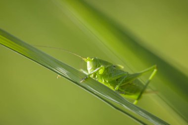 Bir büyük yeşil Bush-kriket, Tettigonia viridissima makro yakın çekim.