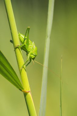 Bir büyük yeşil Bush-kriket, Tettigonia viridissima makro yakın çekim.