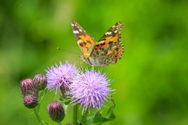 Nektar mor thistle besleyen Painted Lady kelebek (vanessa cardu).