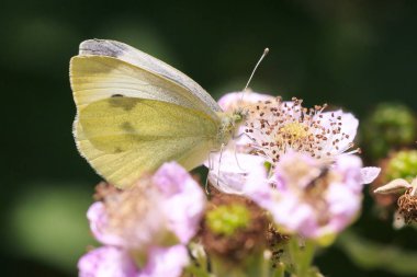 Bir Pieris sutyeninin yakından görünüşü, büyük beyaz ya da lahanalı kelebek bir çiçeğin üzerinde tozlaşıyor..