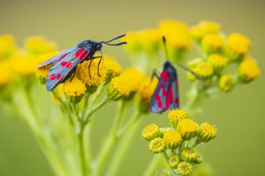 Bir altı-spot burnet closeup kelebek Zygaena filipendulae, gündüz ragwort sarı çiçekler Jacobaea vulgaris tozlaşmayı.