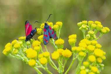 Bir altı-spot burnet closeup kelebek Zygaena filipendulae, gündüz ragwort sarı çiçekler Jacobaea vulgaris tozlaşmayı.