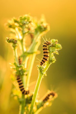 Zencefil tırtıllar zinober güve (Tyria jacobaeae) larvea. Burada günbatımı sırasında sarı çiçekli ragwort (Jacobaea vulgaris) besleme bulundu.