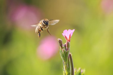 Portre, bir Batı bal arısı veya nektar pembe çiçek besleme Avrupa bal arı (Apis mellifera)