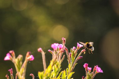 Bombus Terrestris 'e yakın, kabarık kuyruklu yaban arısı veya büyük toprak yaban arısı, pembe çiçeklerin nektarını besliyor. 