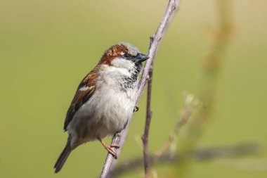 Bir erkek eve serçe kuşu (passer domesticus) Closeup çitlerinde yiyecek arama