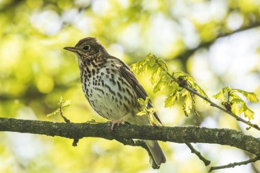 Bir ağaçta şarkı şarkı pamukçuk Turdus philomelos kuş ilkbahar mevsiminde closeup.