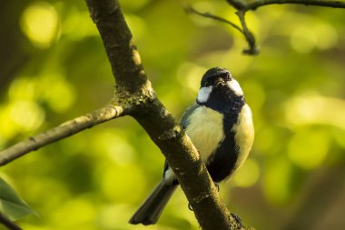 Parlak güneş ışığı altında ahşap bir büyük baştankara kuş, Parus Major, closeup portresi tünemiş