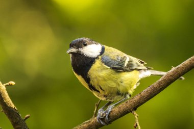 Parlak güneş ışığı altında ahşap bir büyük baştankara kuş, Parus Major, closeup portresi tünemiş