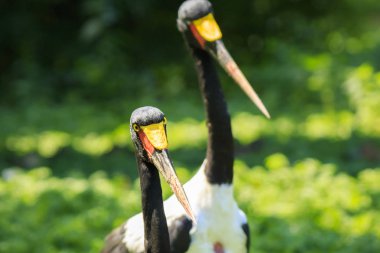 Portre renkli eyer - gagalı leylek (Ephippiorhynchus senegalensis) duran yeşil bir çayırda kapatın.