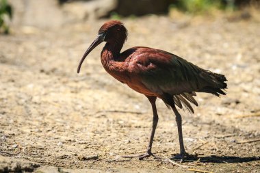 Bir parlak Ibis (Plegadis falcinellus) yürüyen kuş sulak yiyecek'arama, portre.