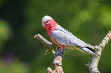Ayrıca gül göğüslü kakadu, galah Kakadu, pembe ve gri papağan veya roseate Kakadu, yaygın kakadular, anakara Avustralya olarak bilinen galah (Eolophus roseicapilla),.