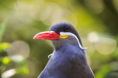 Inca sumru Larosterna Inca kuş koyu gri vücut, beyaz bıyık ve kırmızı-turuncu gagasıyla ayakları vardır. Doğurmak Peru sahilleri Şili ve Ekvator Güney Amerika. 
