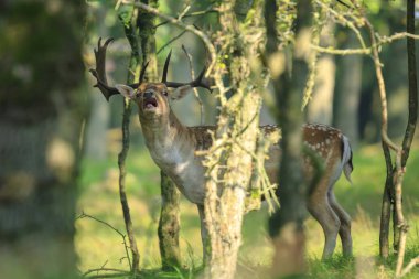 Portre bir erkek alageyik geyik, Dama Dama, gösteren azgın davranış derin karanlık bir yeşil ormanda Sonbahar sezonu boyunca gizli kapatın.