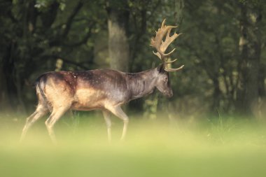 Sonbahar sezonu boyunca karanlık bir yeşil orman yapraklarda ulaşmak için düz arka ayakları üzerinde gurur erkek alageyik geyik, Dama Dama, büyük boynuzları ayağa kalk.