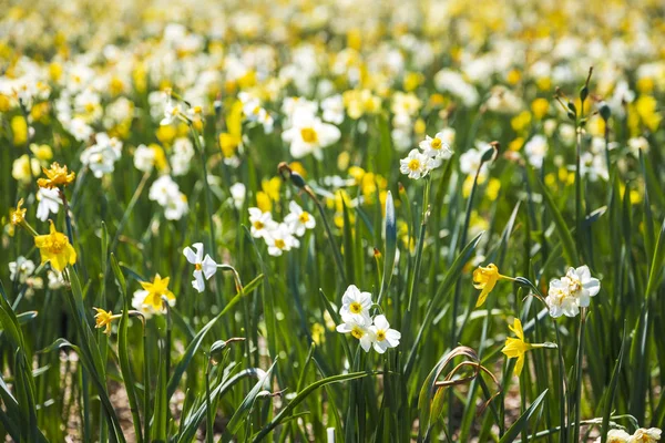 Цветок Нарцисса Лилия Великого Поста Псевдонарцисс Цветущий Нидерландских Цветочных Полях — стоковое фото