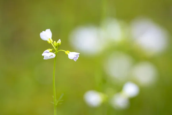 Cuckooflower Cardamine Pratensis Floreciendo Prado Durante Primavera Creación Abstracta Con — Foto de Stock