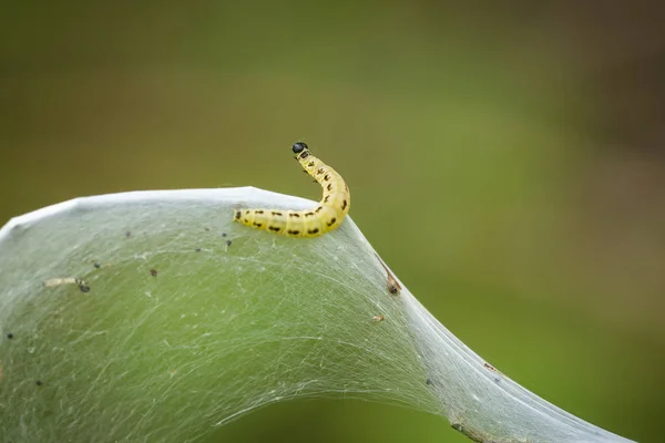 Primo Piano Larve Parassiti Bruchi Della Famiglia Degli Yponomeutidae Falene — Foto Stock