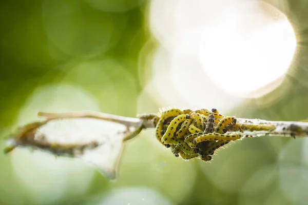 Крупним Планом Шкідників Личинки Гусениць Yponomeutidae Сім Або Горностай Метеликів — стокове фото
