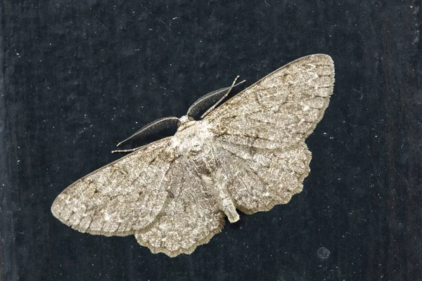 Closeup Pale Oak Beauty Hypomecis Punctinalis Moth Resting Dark Background — Stock Photo, Image