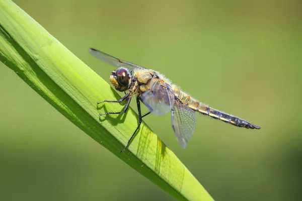 Close Four Spotted Chaser Libellula Quadrimaculata Four Spotted Skimmer Dragonfly — Stock Photo, Image