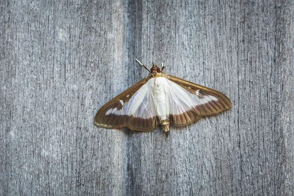 ボックス ツリー蛾 Cydalima Perspectalis ヨーロッパで外来種とイギリスでトップの庭の害虫にランクされています — ストック写真