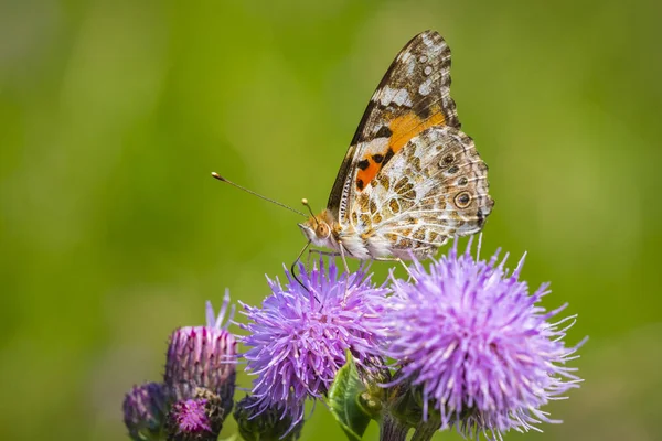 Nektar mor thistle besleyen Painted Lady kelebek (vanessa cardu).