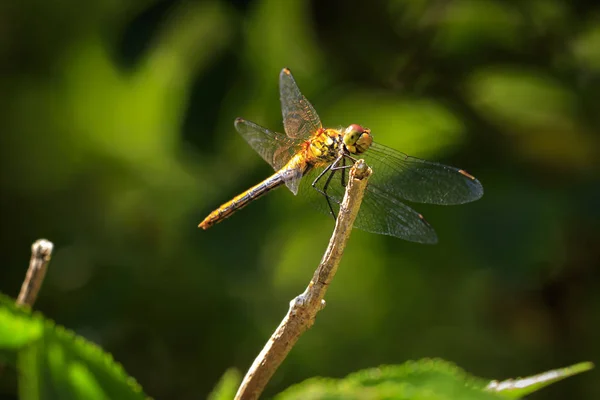 Vista Frontal Darter Sympetrum Striolatum Común Con Sus Alas Extendidas — Foto de Stock