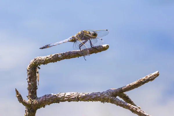 雄性黑尾撇嘴 Orthetrum Cancellatum 蜻蜓在温暖的夏日阳光下休息 — 图库照片