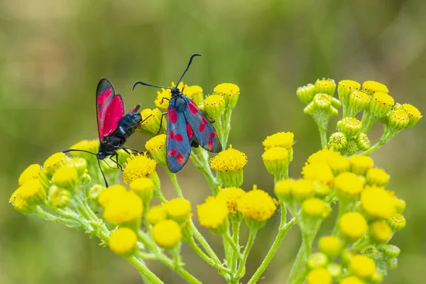 Bir altı-spot burnet closeup kelebek Zygaena filipendulae, gündüz ragwort sarı çiçekler Jacobaea vulgaris tozlaşmayı.